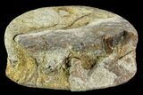 Ceratopsian Vertebra - Alberta (Disposition #-) #111116-1